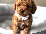 Güzeller Güzeli̇ Toy Poodle Yavrular