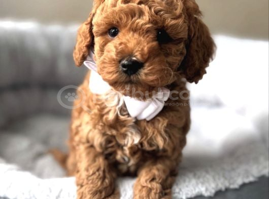 Güzeller Güzeli̇ Toy Poodle Yavrular görsel