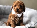 Güzeller Güzeli̇ Toy Poodle Yavrular