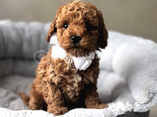 Güzeller Güzeli̇ Toy Poodle Yavrular görsel