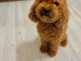 Erkek Toy Poodle Acil Yuva Aranıyor