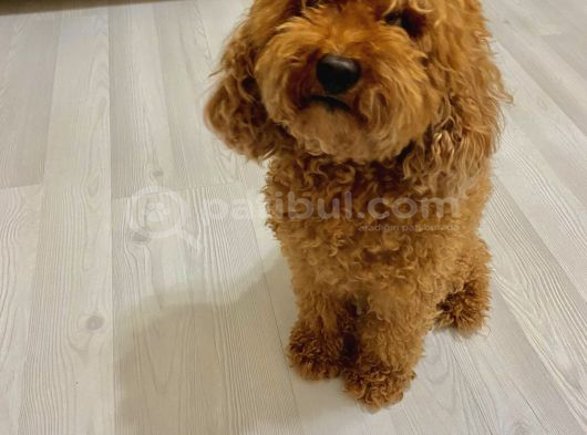Erkek Toy Poodle Acil Yuva Aranıyor