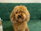 Erkek Toy Poodle Acil Yuva Aranıyor