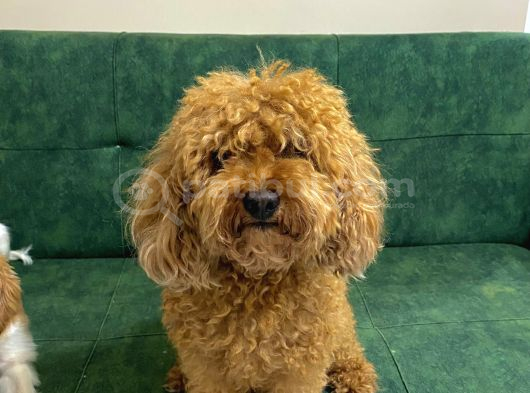 Erkek Toy Poodle Acil Yuva Aranıyor görsel