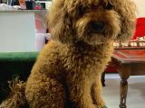 Erkek Toy Poodle Acil Yuva Aranıyor