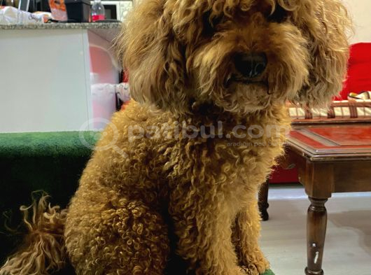 Erkek Toy Poodle Acil Yuva Aranıyor görsel