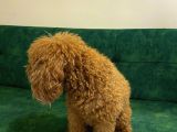 Erkek Toy Poodle Acil Yuva Aranıyor