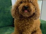 Erkek Toy Poodle Acil Yuva Aranıyor