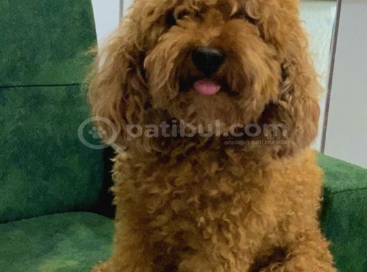Erkek Toy Poodle Acil Yuva Aranıyor görsel