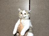 British Shorthair Bicolour Bütçeye Uygun Yavru
