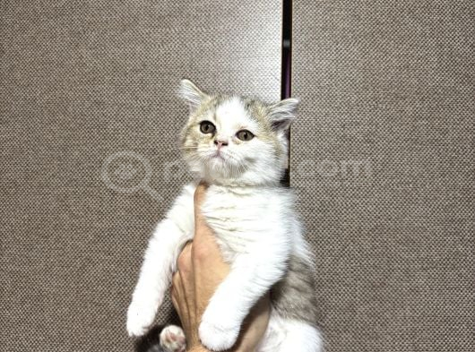 British Shorthair Bicolour Bütçeye Uygun Yavru görsel