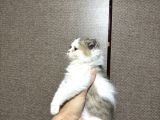 British Shorthair Bicolour Bütçeye Uygun Yavru