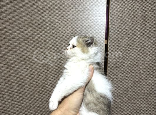 British Shorthair Bicolour Bütçeye Uygun Yavru görsel