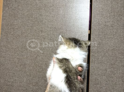 British Shorthair Bicolour Bütçeye Uygun Yavru görsel