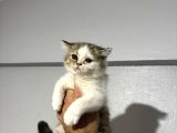 british shorthair bicolour bütçeye uygun yavru