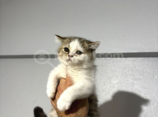 British Shorthair Bicolour Bütçeye Uygun Yavru