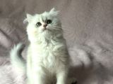 A Kalite British Longhair Yavru