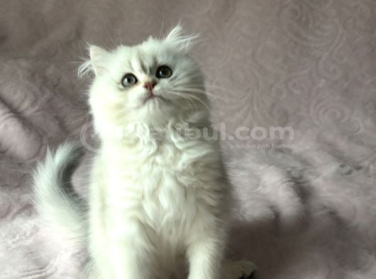 A Kalite British Longhair Yavru görsel