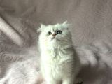 A Kalite British Longhair Yavru