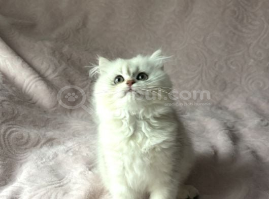 A kalite british longhair yavru