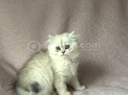 A Kalite British Longhair Yavru görsel