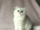 A Kalite British Longhair Yavru
