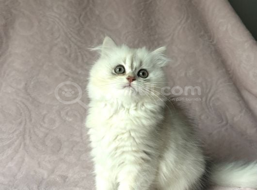 A Kalite British Longhair Yavru görsel