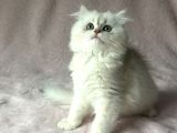 A Kalite British Longhair Yavru