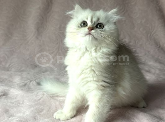 A Kalite British Longhair Yavru görsel