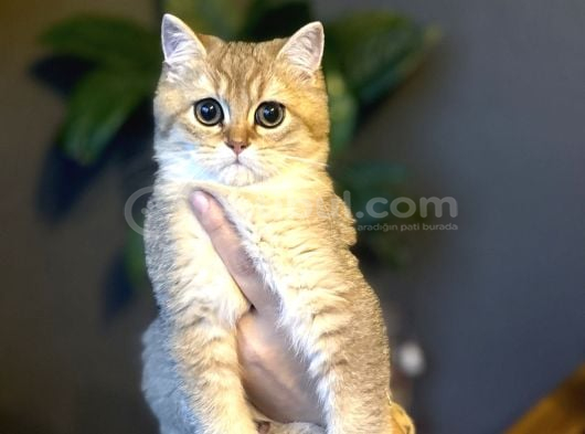 British Shorthai̇r Golden Yavrumuz görsel