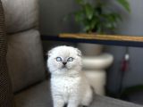 Masmavi̇ Gözlere Sahi̇p Scottish Fold Yavrularim
