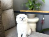 Masmavi̇ Gözlere Sahi̇p Scottish Fold Yavrularim