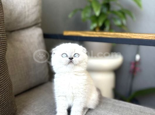 Masmavi̇ Gözlere Sahi̇p Scottish Fold Yavrularim görsel