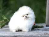 Safkan Boo Pomeranian Teddy Bear Bebeklerimiz