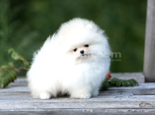 Safkan Boo Pomeranian Teddy Bear Bebeklerimiz görsel