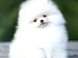 Safkan Boo Pomeranian Teddy Bear Bebeklerimiz