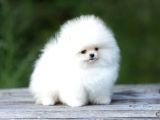 Safkan Boo Pomeranian Teddy Bear Bebeklerimiz