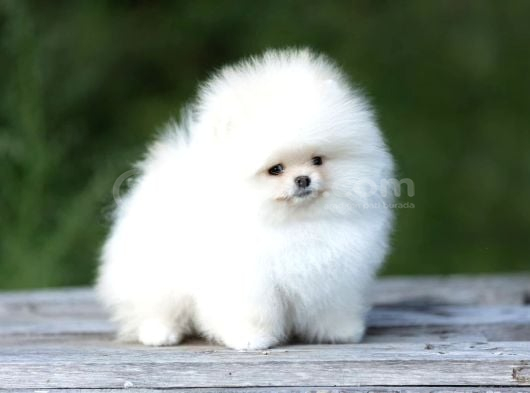 Safkan Boo Pomeranian Teddy Bear Bebeklerimiz görsel