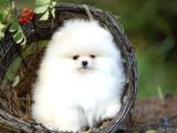 Safkan Boo Pomeranian Teddy Bear Bebeklerimiz