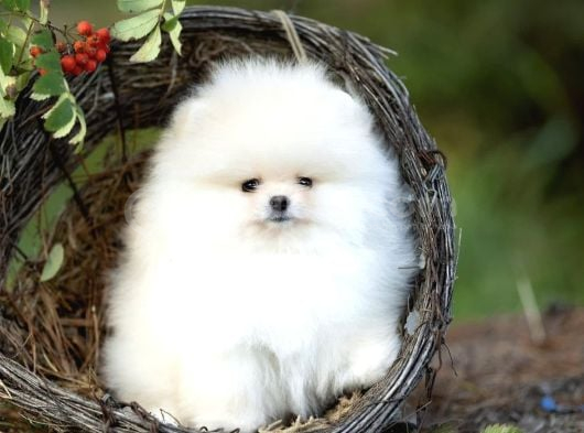 Safkan Boo Pomeranian Teddy Bear Bebeklerimiz