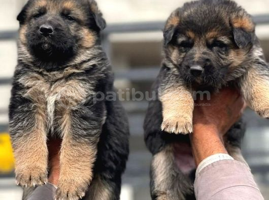 Hem Sosyal Hem Korumaci Alman Kurdu Yavrularimiz görsel