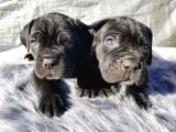 Si̇yah Ve Blue Cane Corso Yavrularimiz