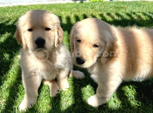 Irkinin En Kali̇teli̇ Golden Retri̇ever görsel
