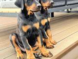 Kizil Ve Si̇yah Doberman Yavrularimiz