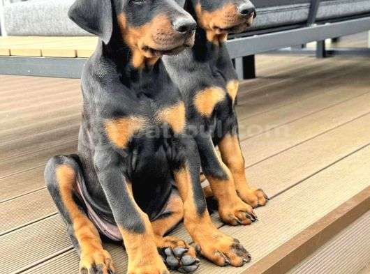 Kizil Ve Si̇yah Doberman Yavrularimiz görsel