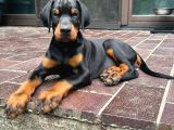 KIZIL VE SİYAH DOBERMAN YAVRULARIMIZ