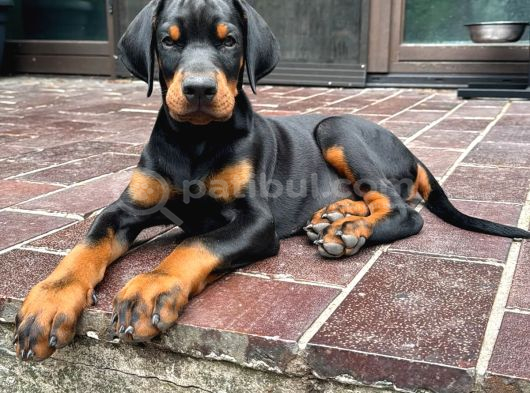 KIZIL VE SİYAH DOBERMAN YAVRULARIMIZ