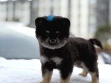 Pomeranian Tadı Bir Başka Şeker Tadında Yavrularım
