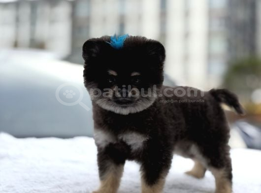 Pomeranian Tadı Bir Başka Şeker Tadında Yavrularım görsel