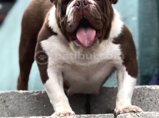 Chocolate Exoti̇c Engli̇sh Bulldog görsel